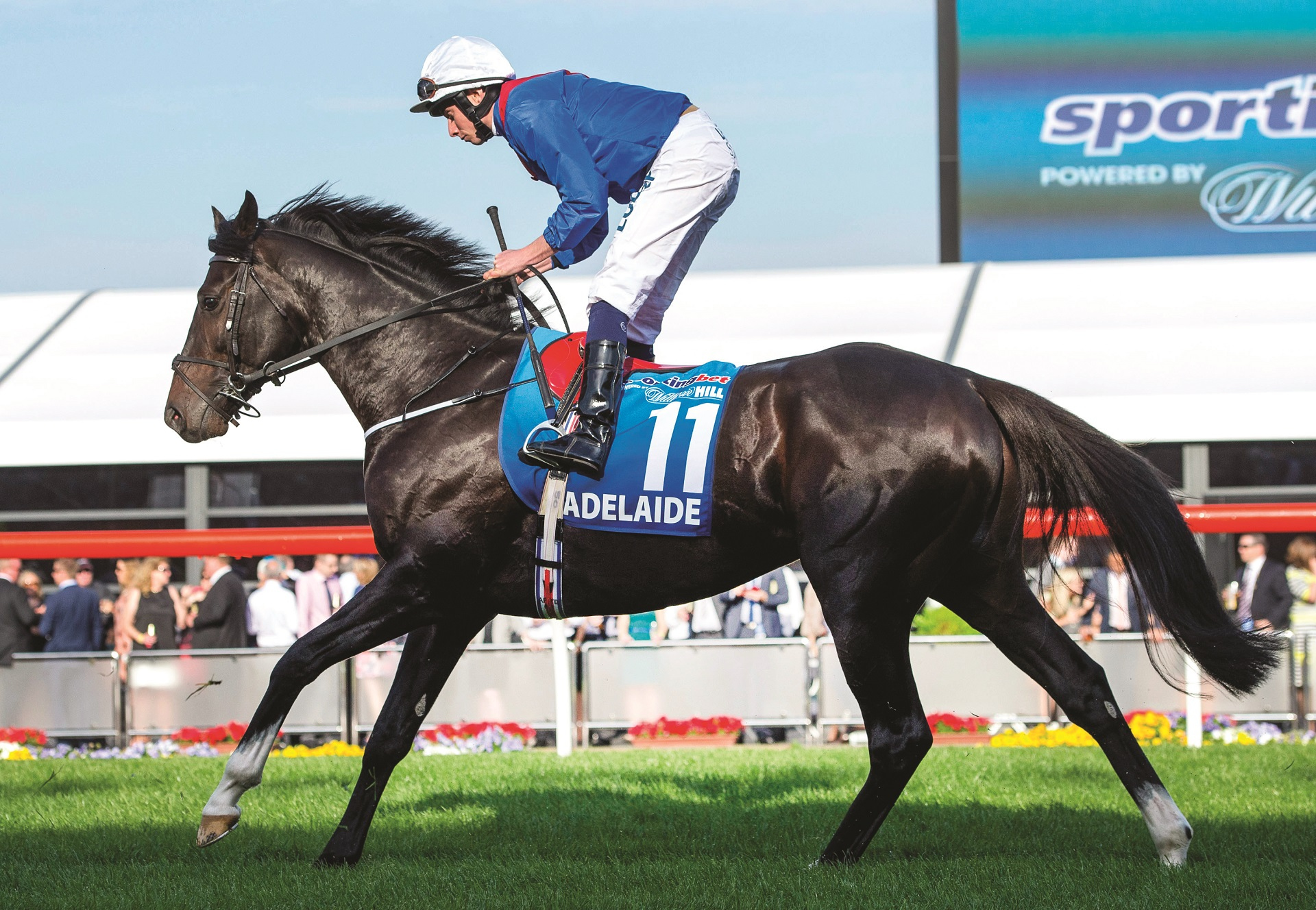 Adelaide Before The Cox Plate