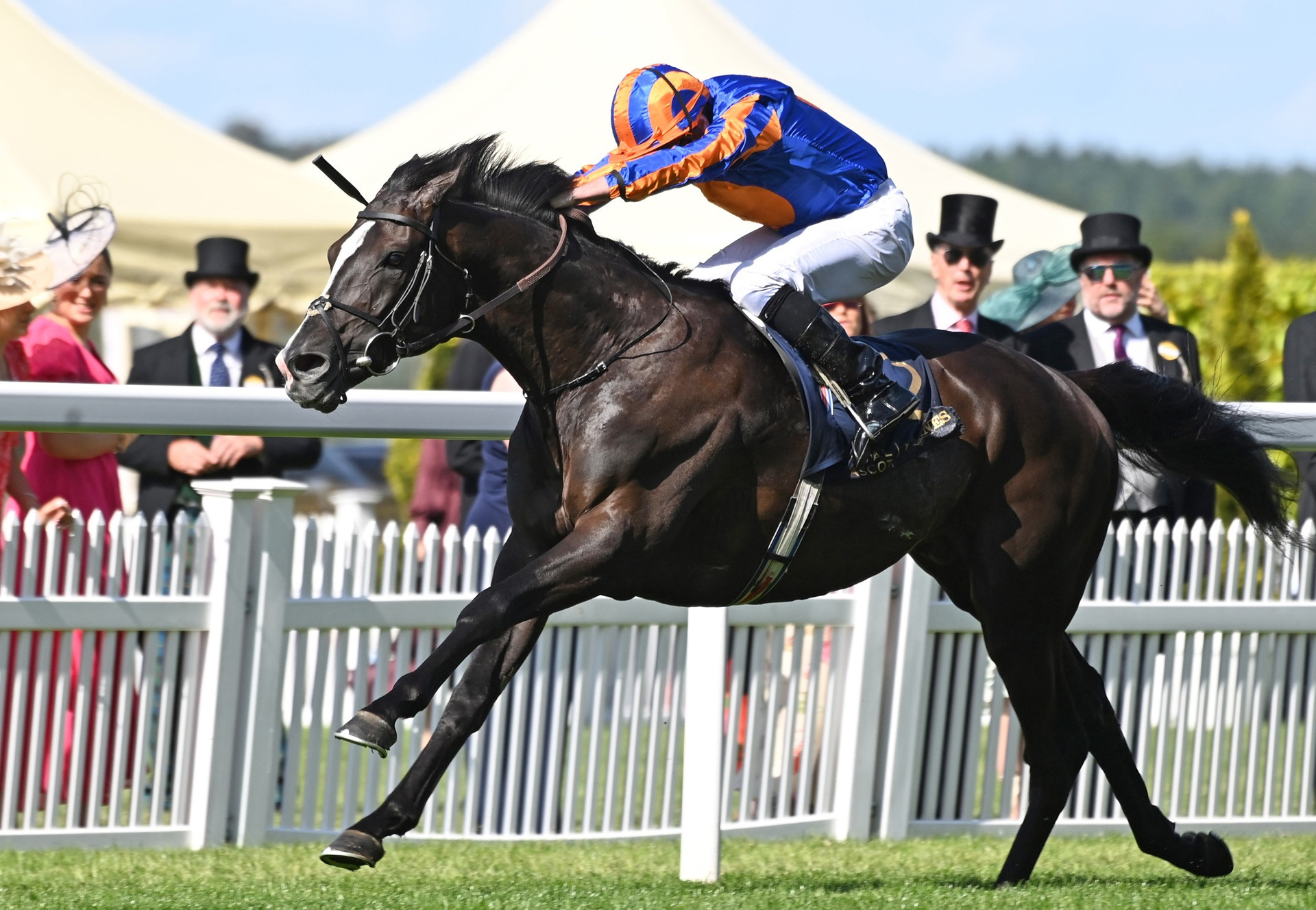 Auguste Rodin to Retire to Coolmore Stud