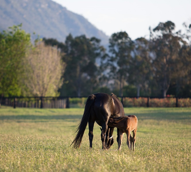 Aus Farm