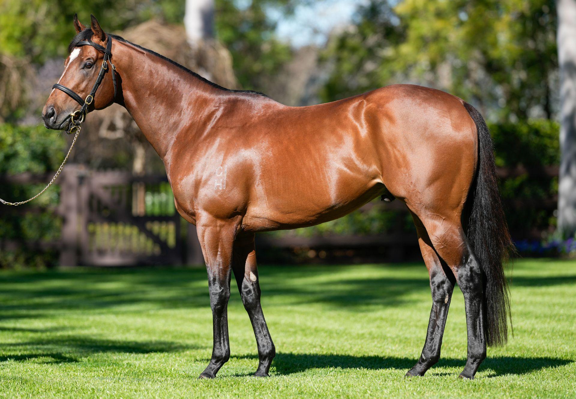 Best Of Bordeaux | Stallions | Coolmore Australia