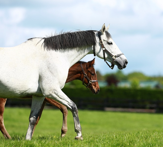 Coolmore Ireland Farm Embedded In Text