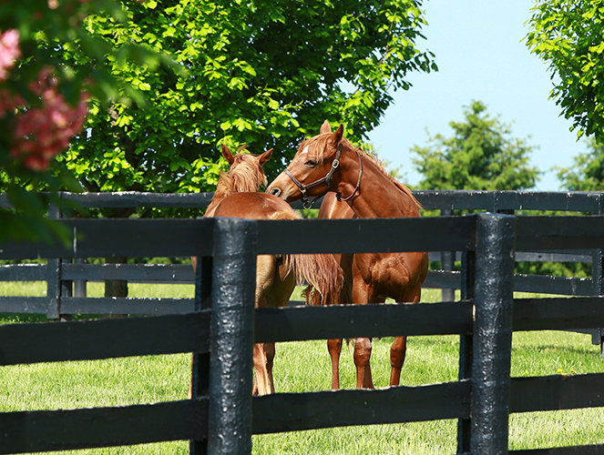 Coolmore Ireland