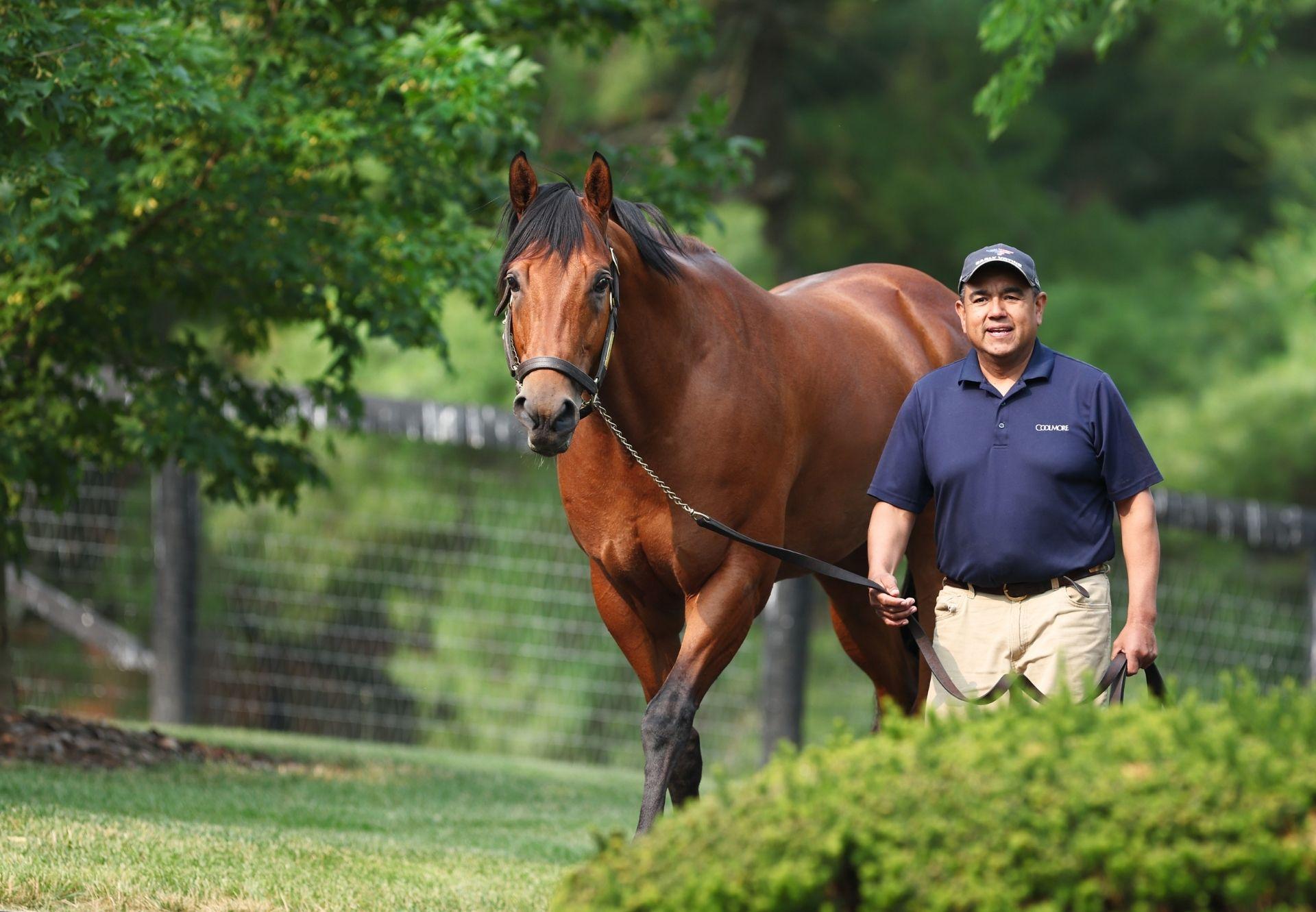 Coolmore Freshmen See In-Foal Mares Offered at Fasig-Tipton