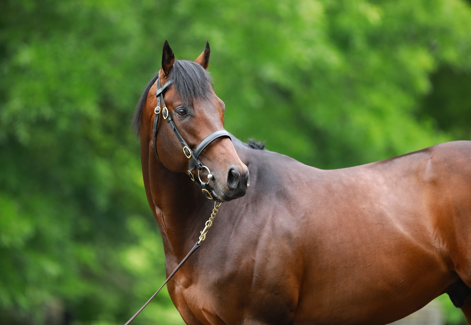 Echo Town Foals Set For Keeneland November