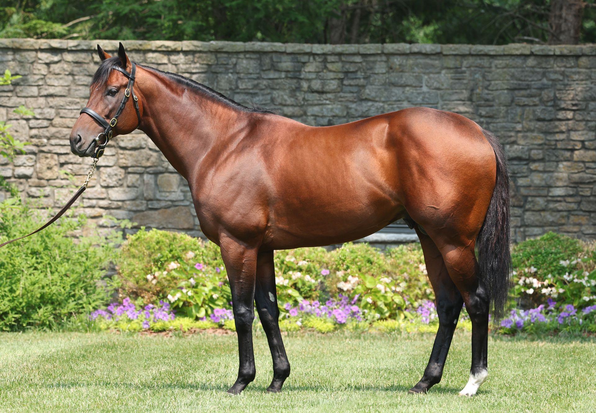 Golden Pal | Stallions - Coolmore America