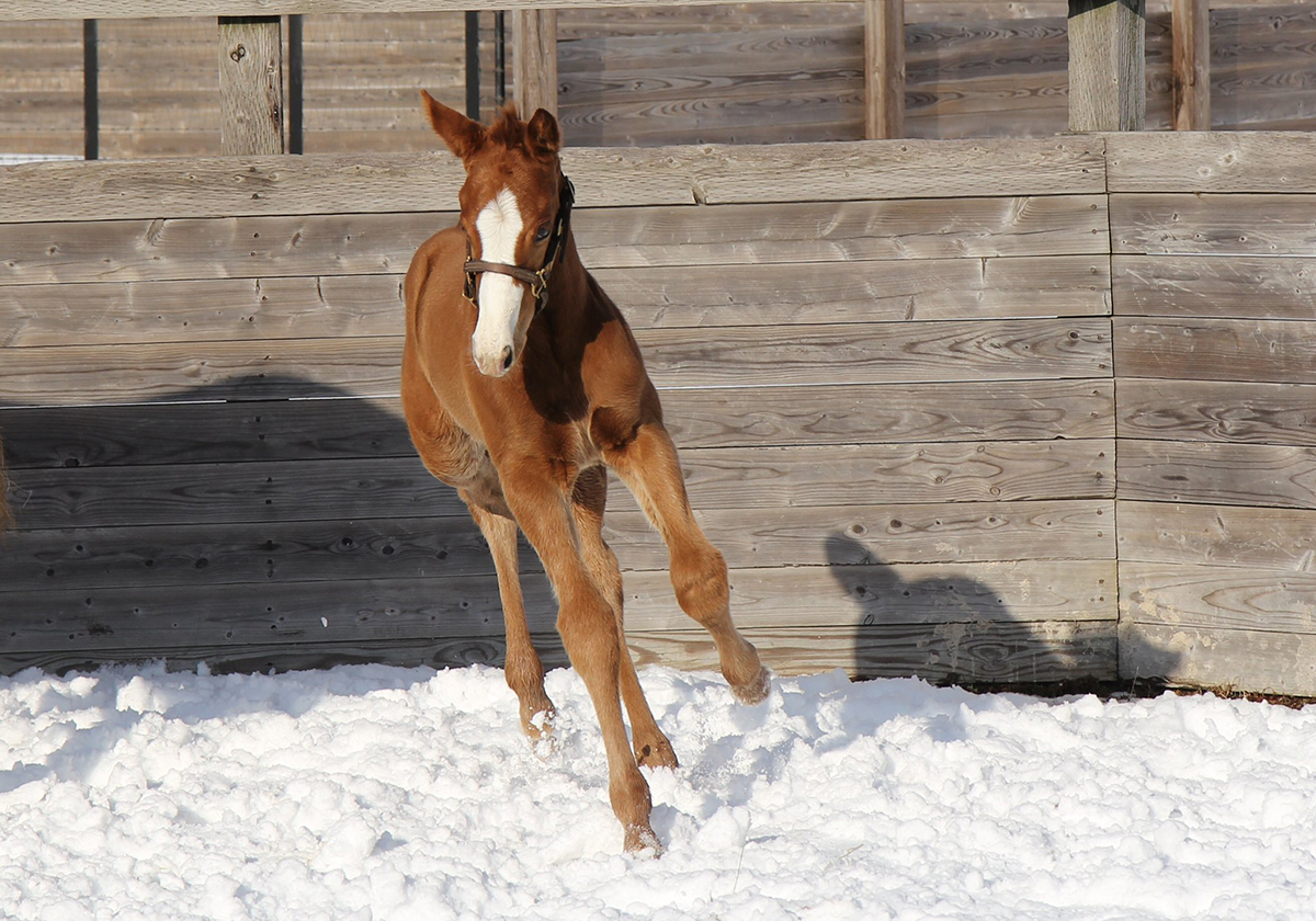 Justify-x-ARavingBeautyfilly.jpg#asset:21395