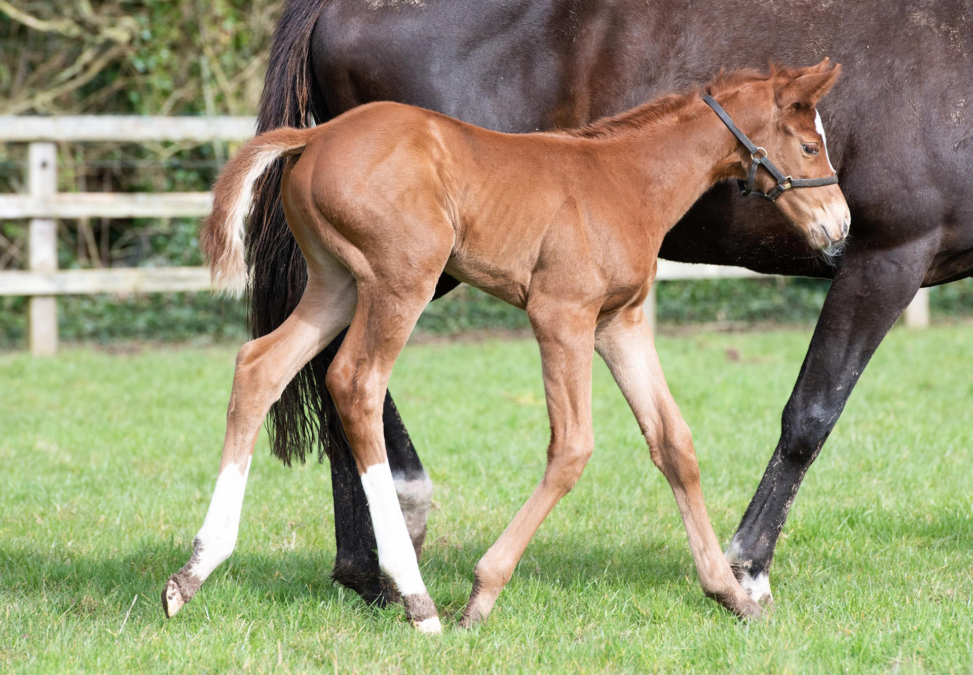 Justify-x-Ballydoyle-filly.jpg#asset:21976