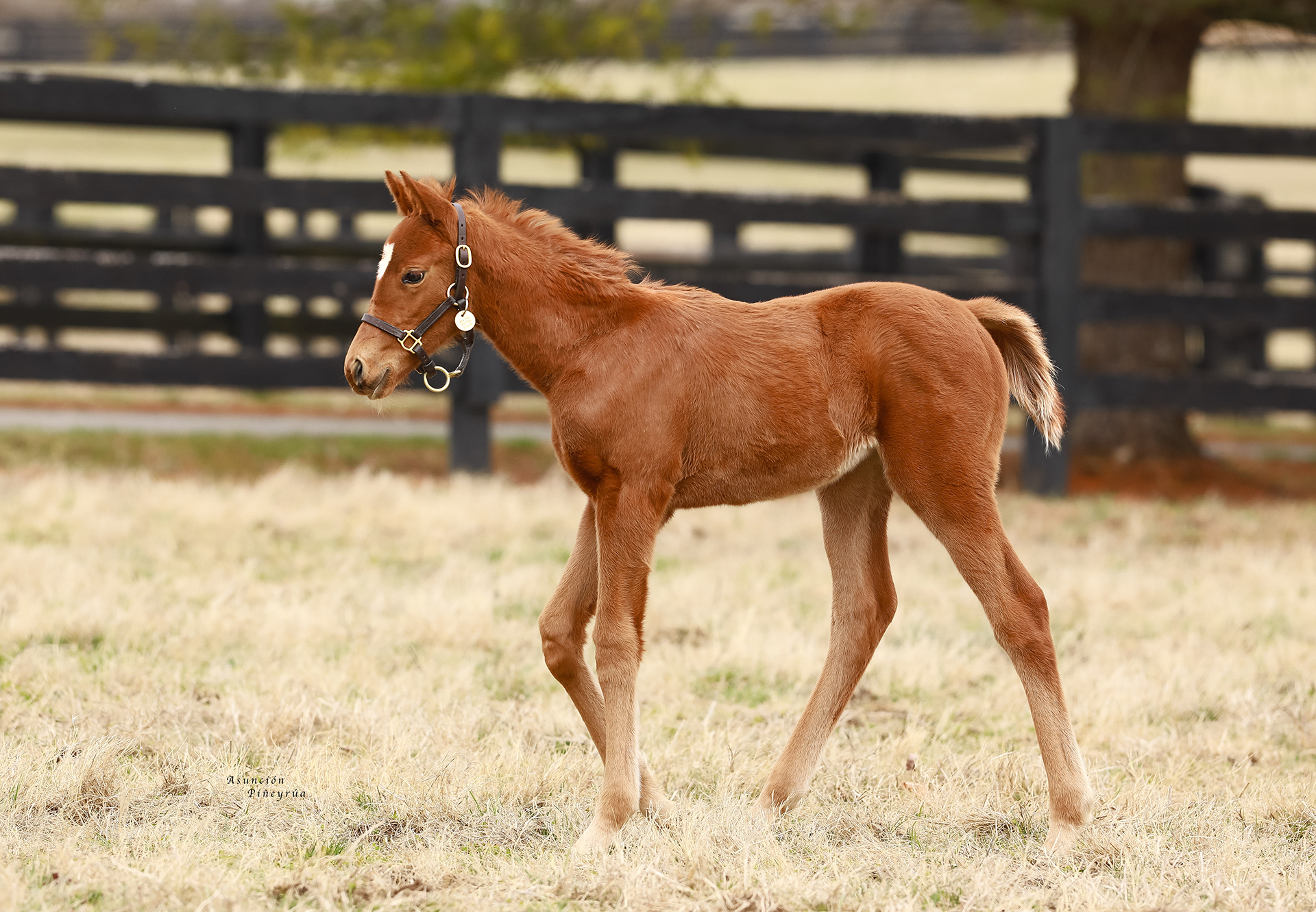 Justify-x-Beatrix-Potter-filly.jpg#asset:21978