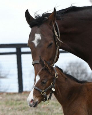 Justify-x-Moonshine-Memories-FIlly.2jpg.jpg#asset:21283