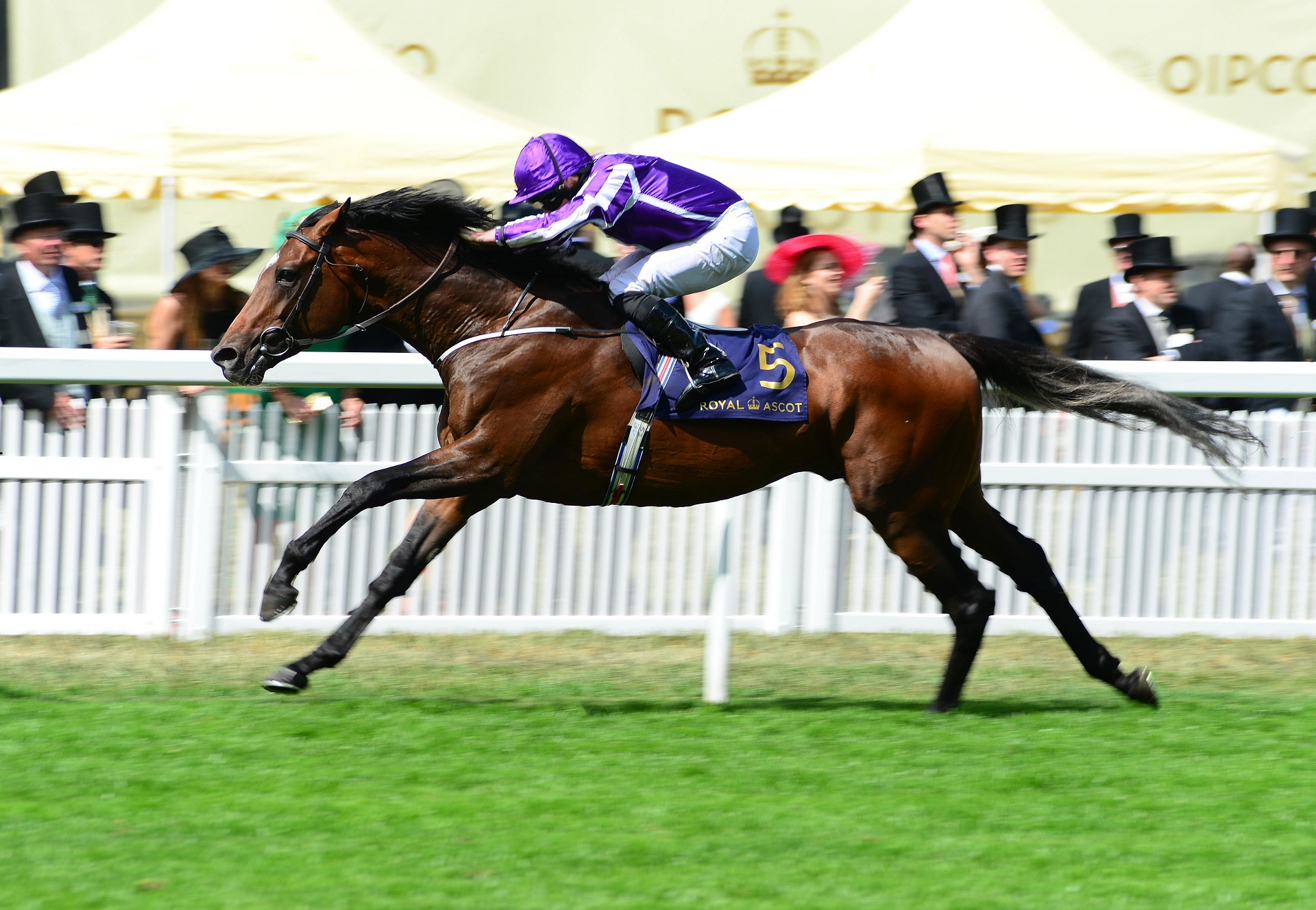 Kew Gardens Stallions Coolmore National Hunt