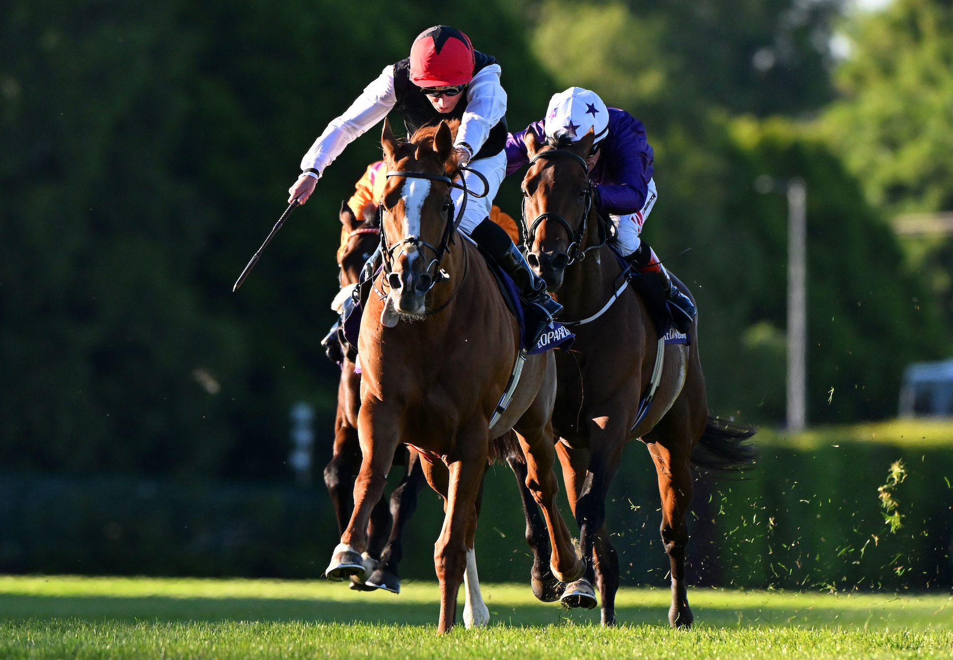 Picture of Saval Beg Stakes