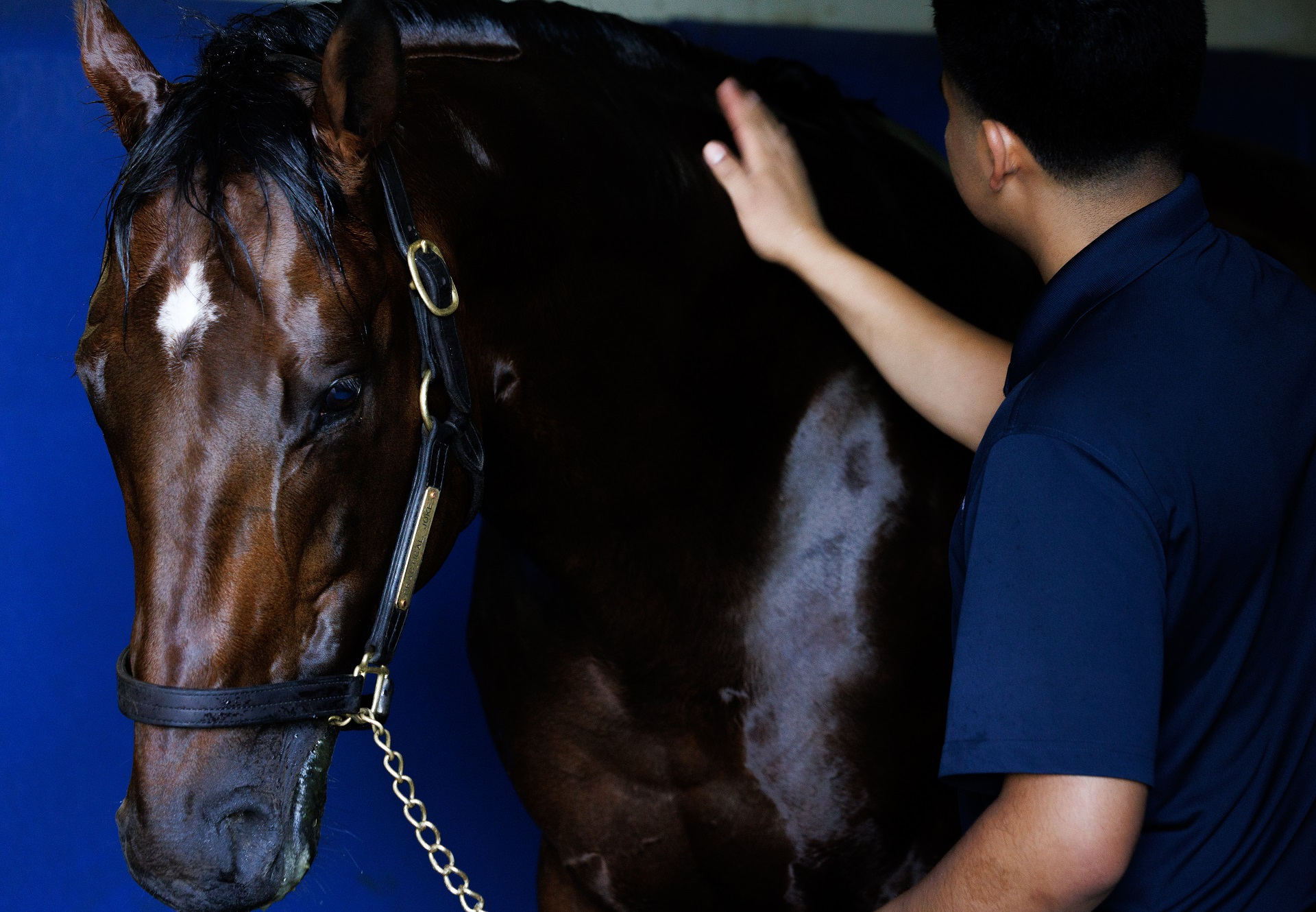 practical-joke-filly-catches-eye-at-gulfstream