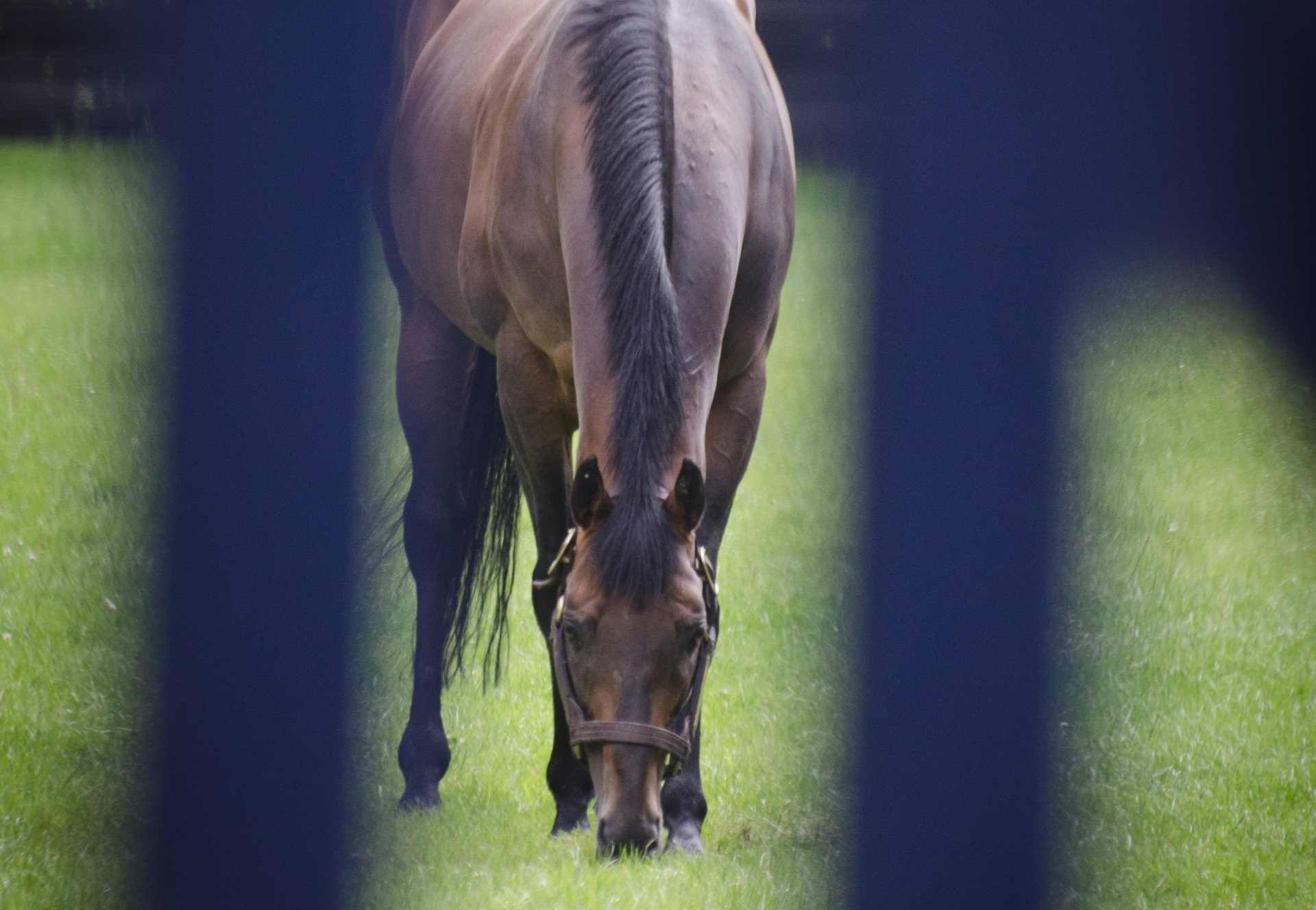 impressive-maiden-winner-for-in-form-rock-of-gibraltar