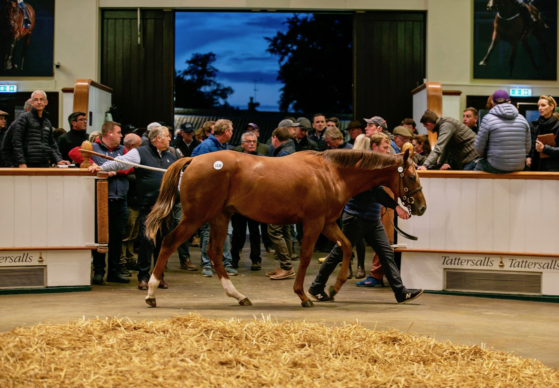 Saxon Warrior Rewards Pinhookers At Tattersalls