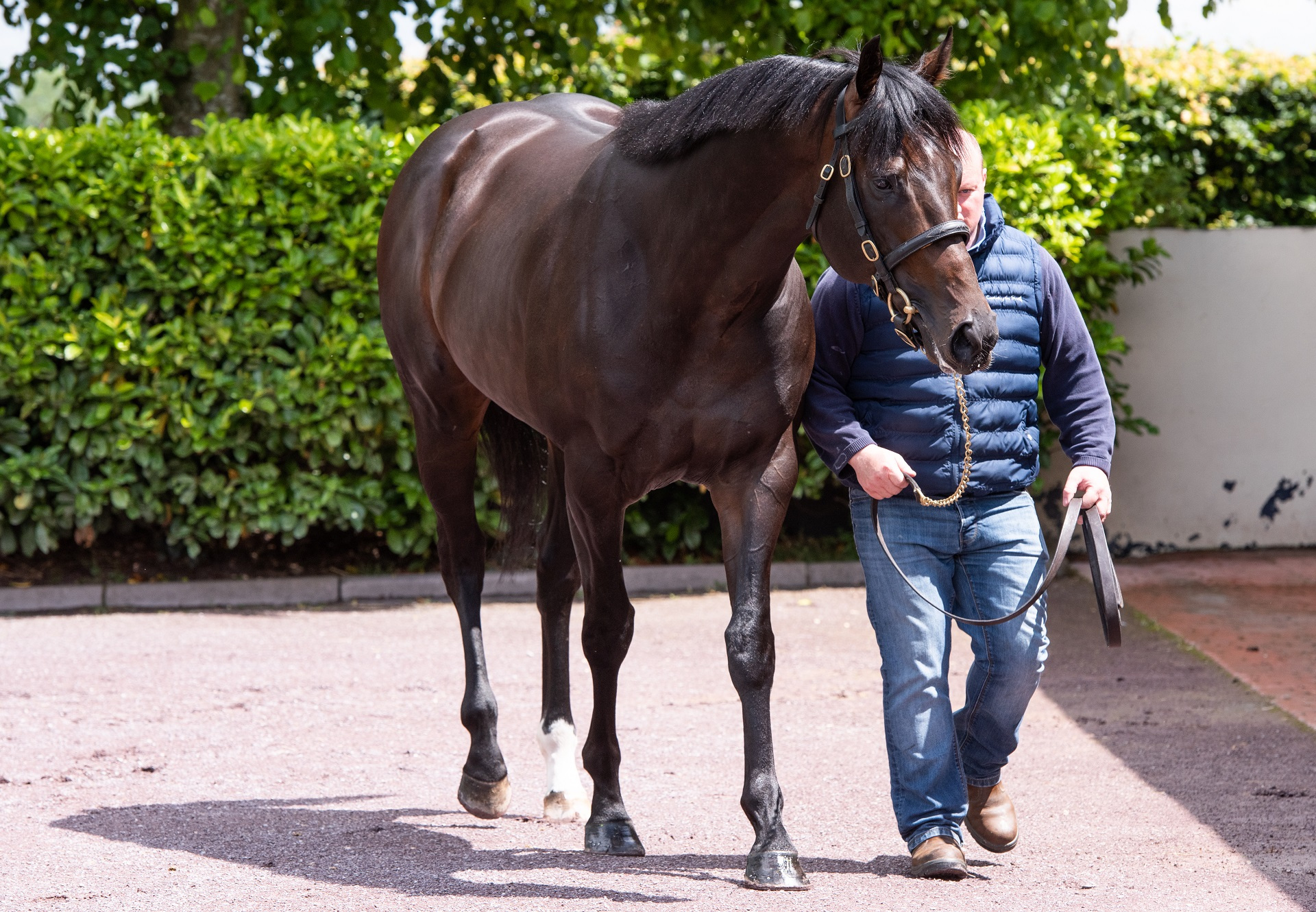 St Lawrence Stretches To €450,000 For Sioux Nation Filly