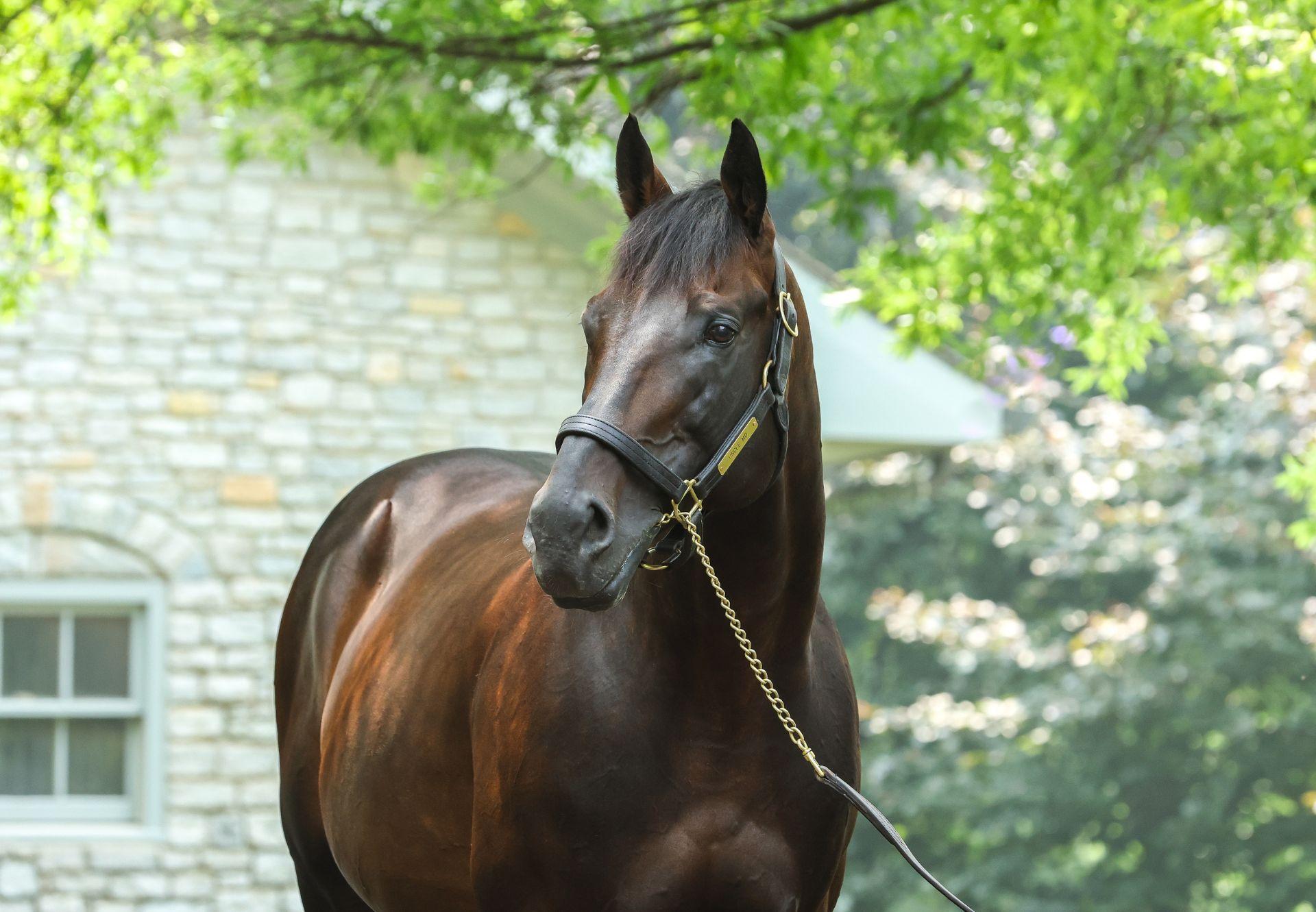 Uncle Mo’s OBS March Offerings Led by $750,000 Colt