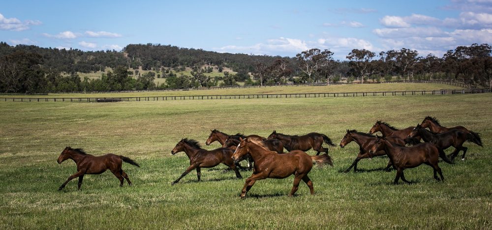 Australia Farm Carousel (Yearlings)