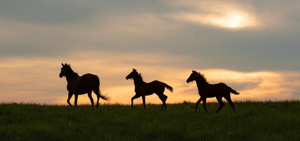 Foals Sunset