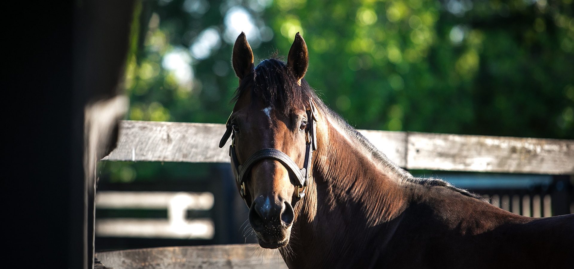 Coolmore Australia Home Of Champions Jerrys Plains