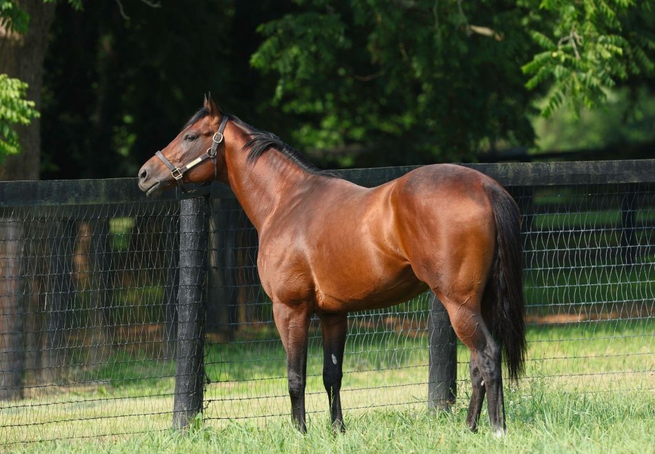 Golden Pal | Stallions - Coolmore America