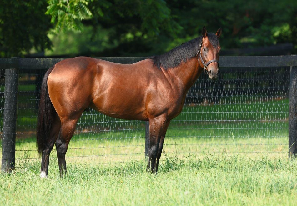 Golden Pal | Stallions - Coolmore America