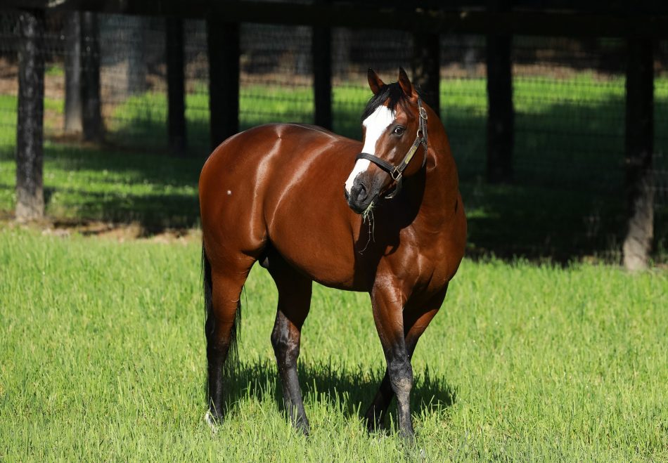 Tiz The Law | Stallions - Coolmore America