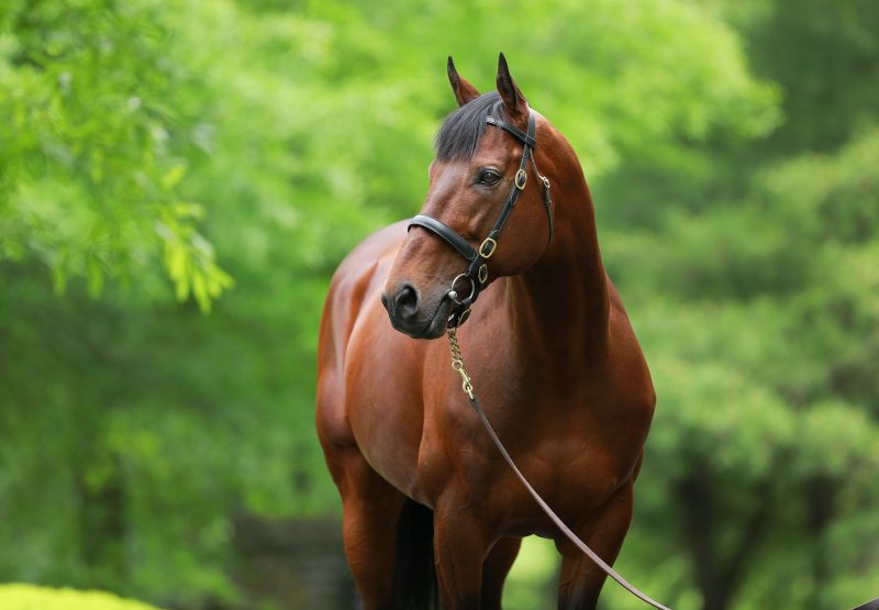 American Pharoah head shot