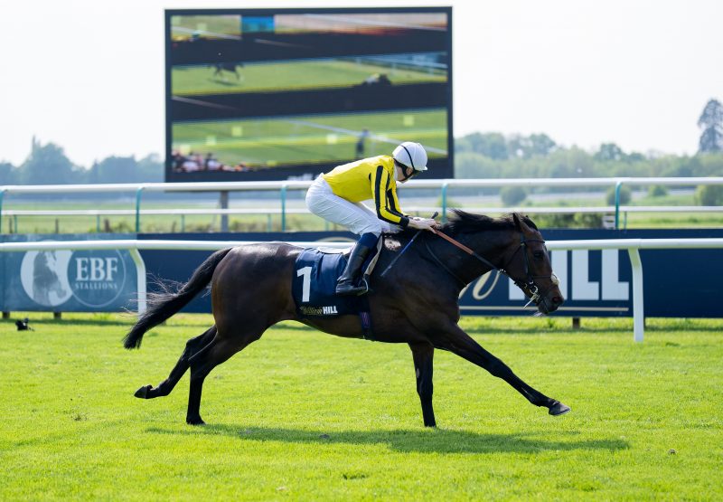 Ambiente Friendly (Gleneagles) Wins The Lingfield Derby Trial