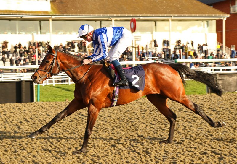 Bangkok (Australia) winning the Listed Winter Derby Trial at Lingfield