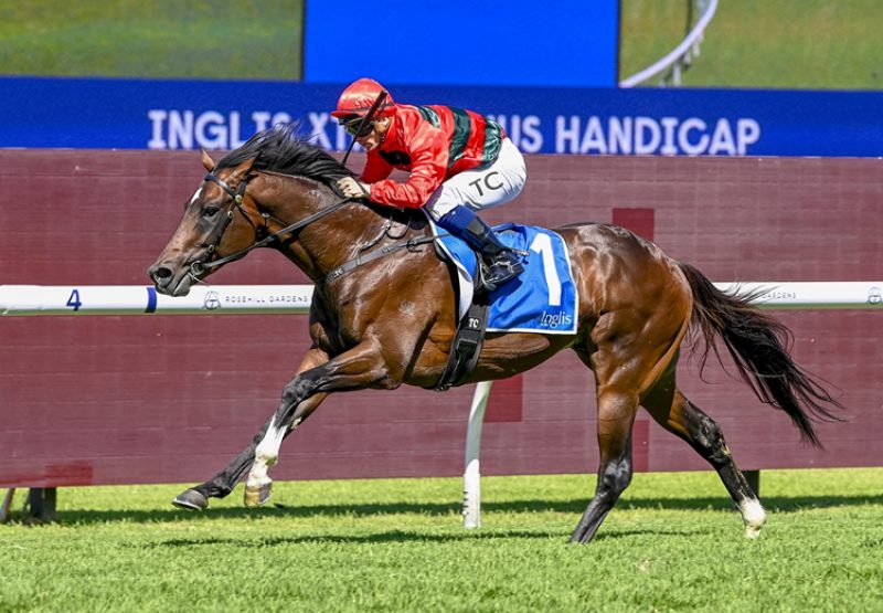 Big Tiger Rosehill 750