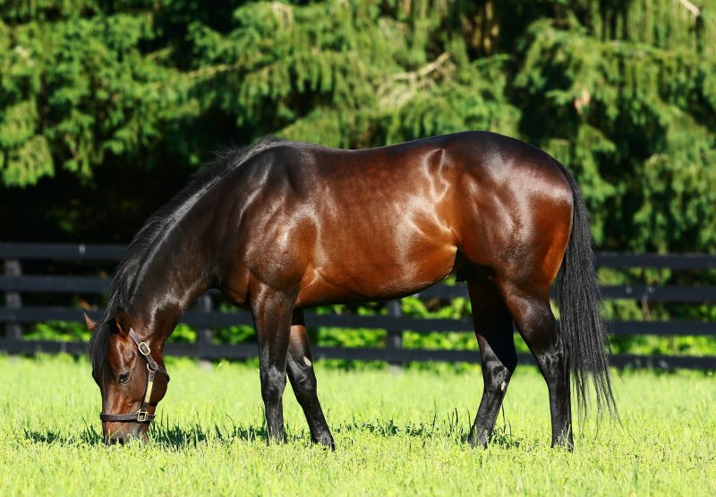 Competitive Edge Grazing