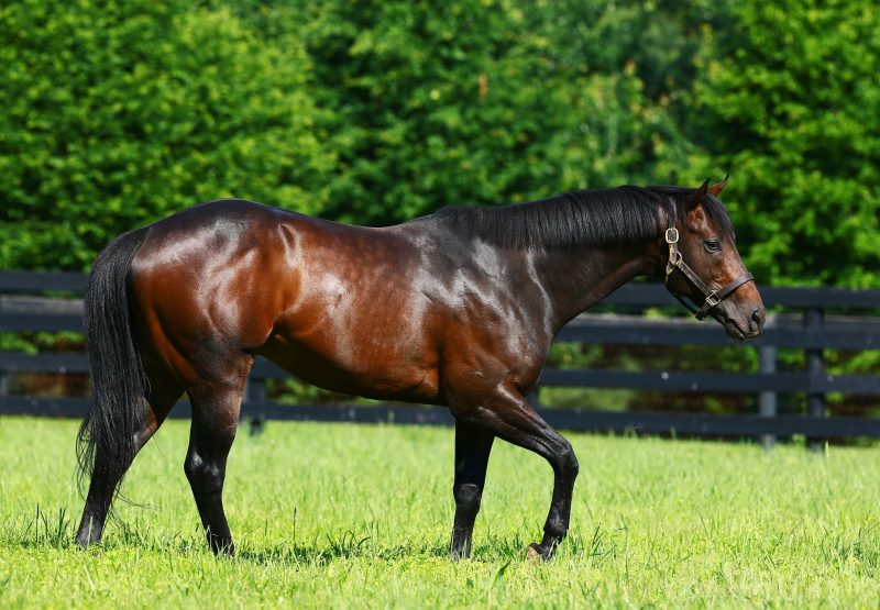 Competitive Edge Paddock