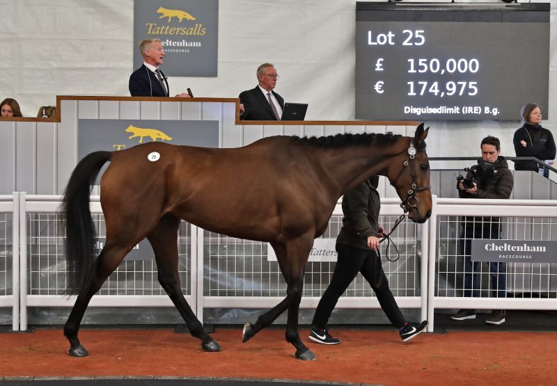 Disguisedlimit (Mahler) Sells For £150000