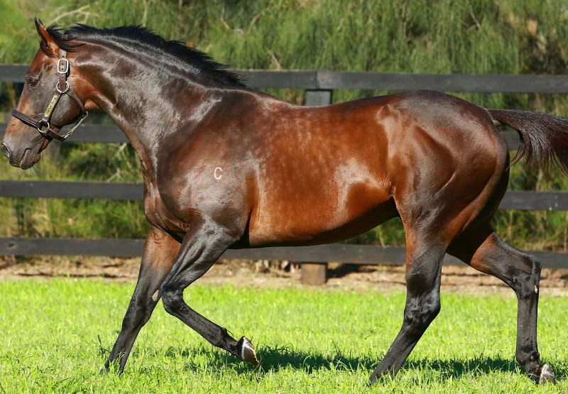 Fastnet Rock paddock shot