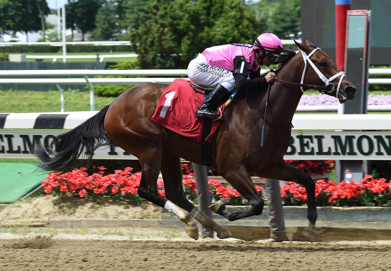 Fierce Lady (Competitive Edge) winning a MSW at Belmont