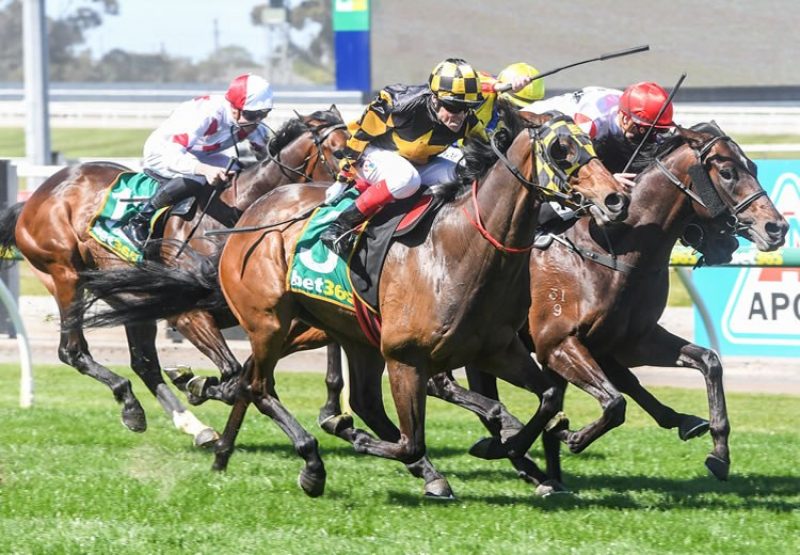 Grand Pierro (Pierro) winning the ListedGeelong Classic at Geelong