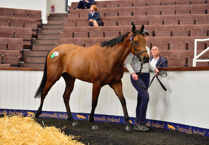 Gleneagles Filly X Heartlines selling for $210,000 at the Tattersalls Ireland Goresbridge Breeze-Up Sales