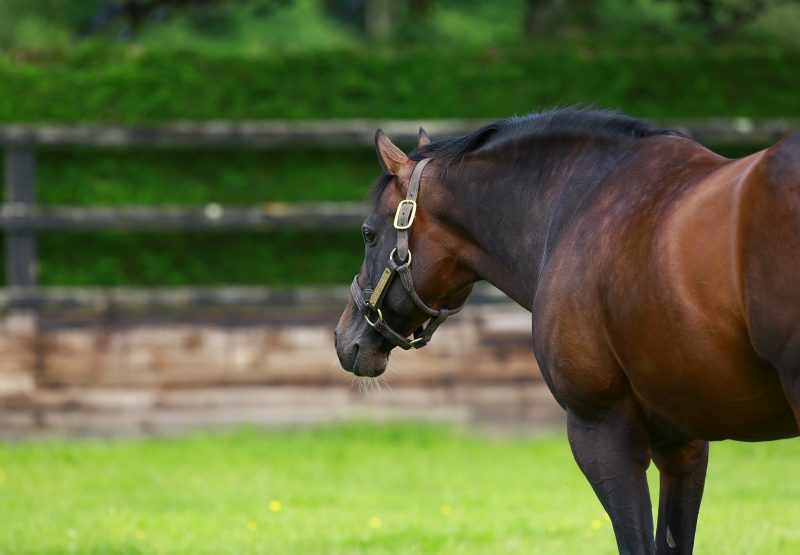 Holy Roman Emperor Paddock