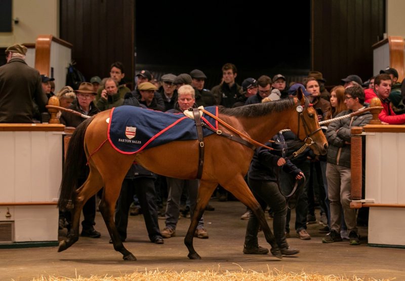 Jumbly (Gleneagles) selling for 1.25 million guineas at Tattersalls