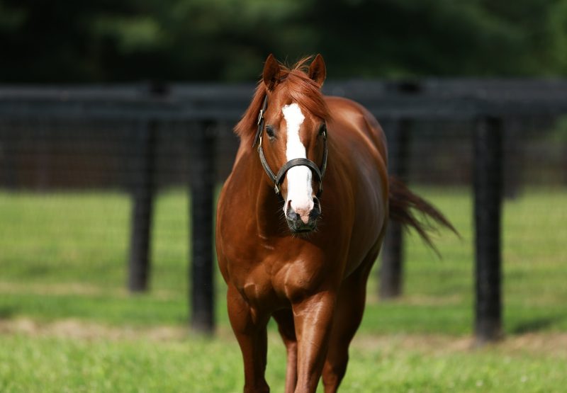 Justify Paddock