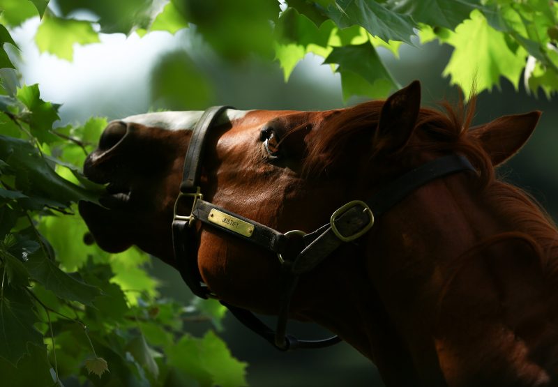 Justify Paddock 11