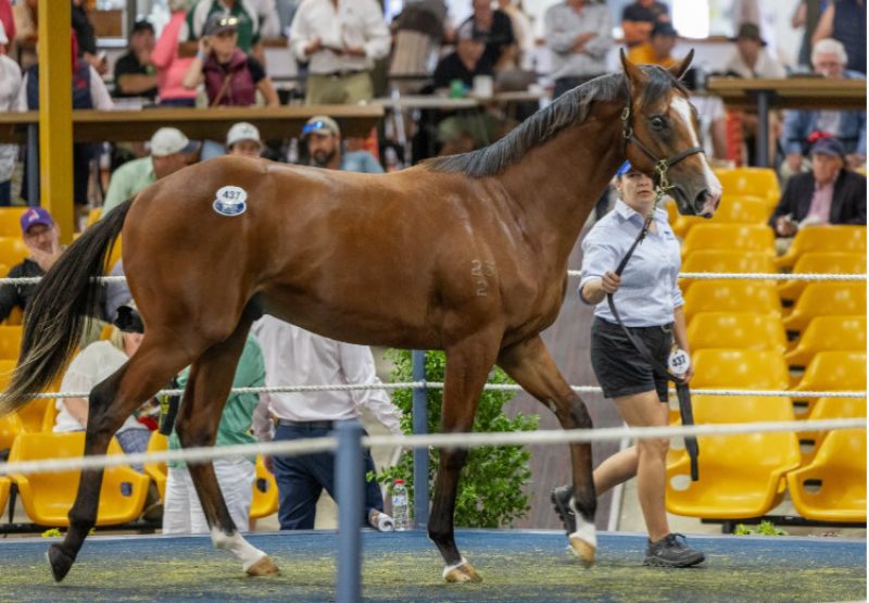 Justify ex Full Of Beans yearling colt selling for $250,000 at the Adelaide Magic Millions Yearling Sale