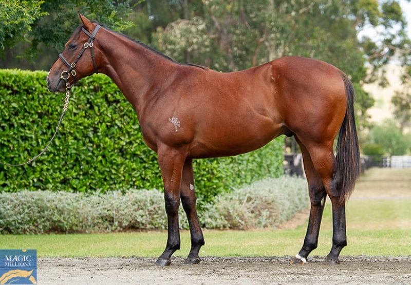 Justify X Pelican yearling colt conformation shot