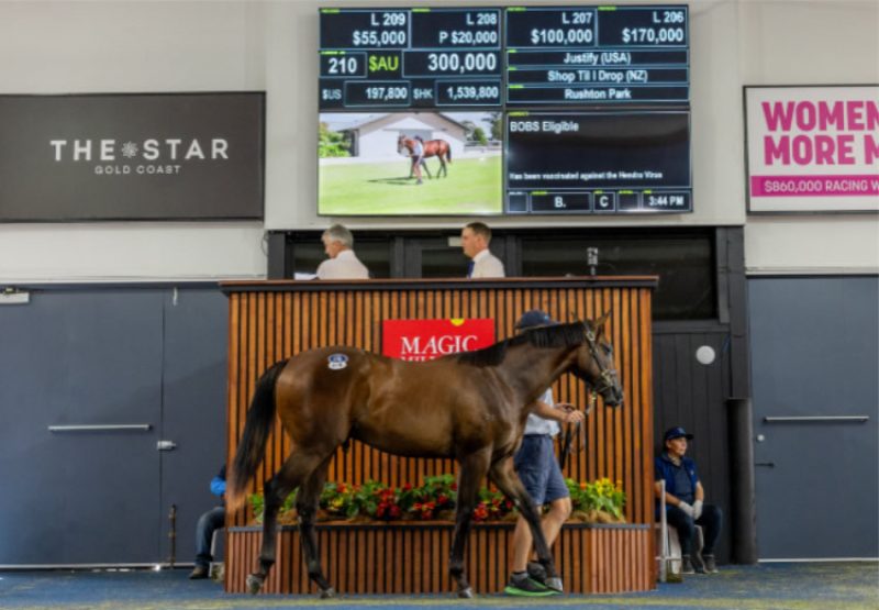 Justify ex Shop Til You Drop yearling colt selling for $300,000 at the Adelaide Magic Millions Yearling Sale