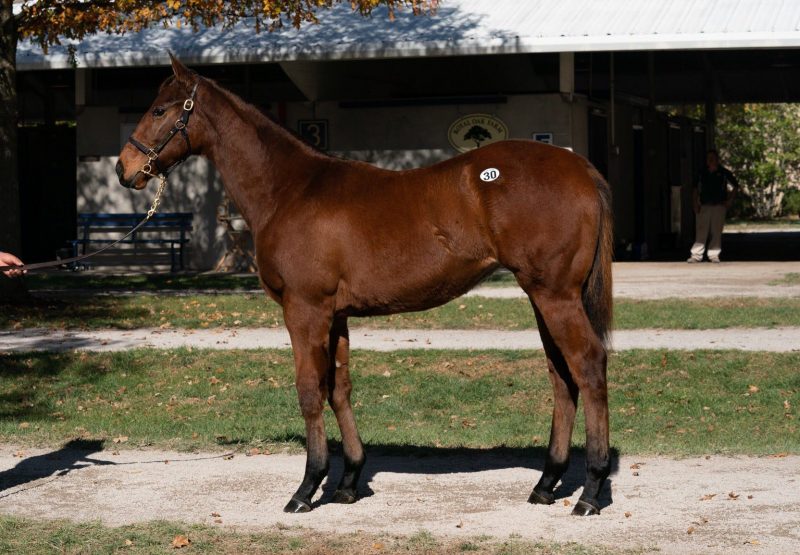 Justify x Lastofthsummerwine weanling filly