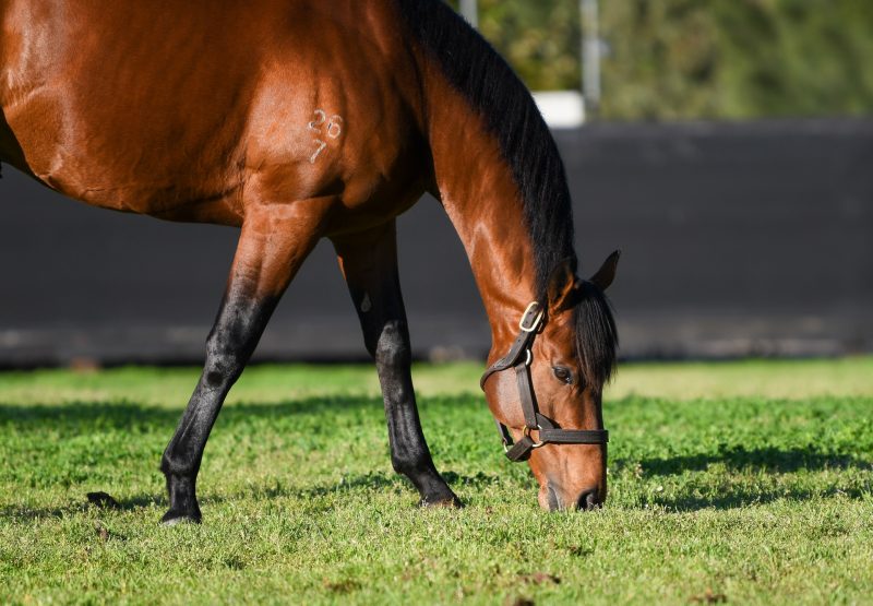 King's Legacy grazing