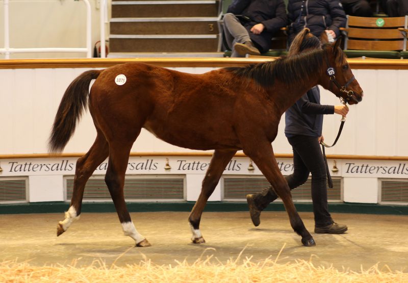 Lot 1075 Sioux Nation Tattersalls