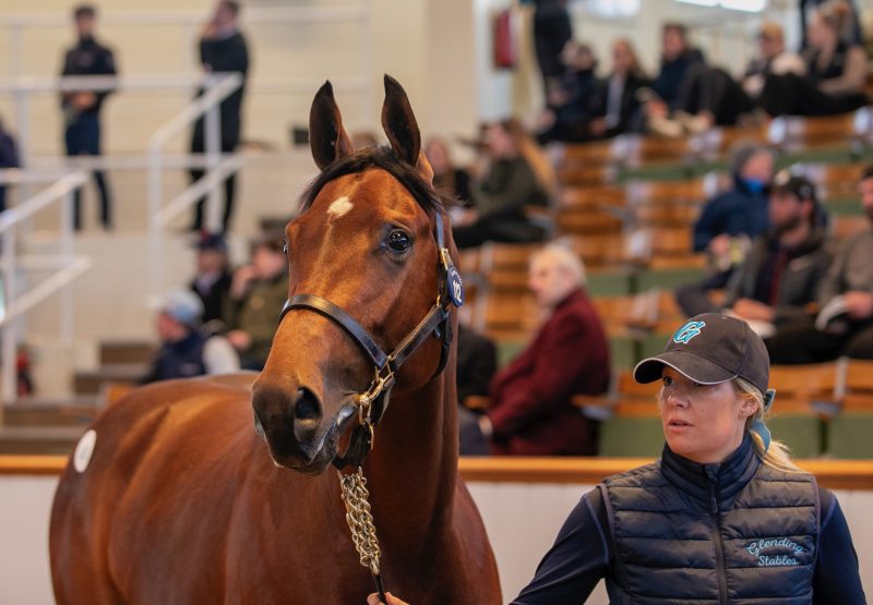 Millionaire Colt From Final Crop Of Galileo Tops Craven Sale