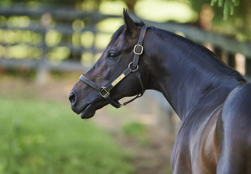 Mo Town Paddock Carousel