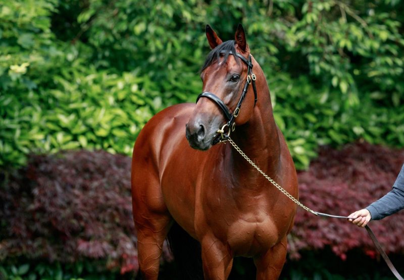 Paddington Headshot 2024